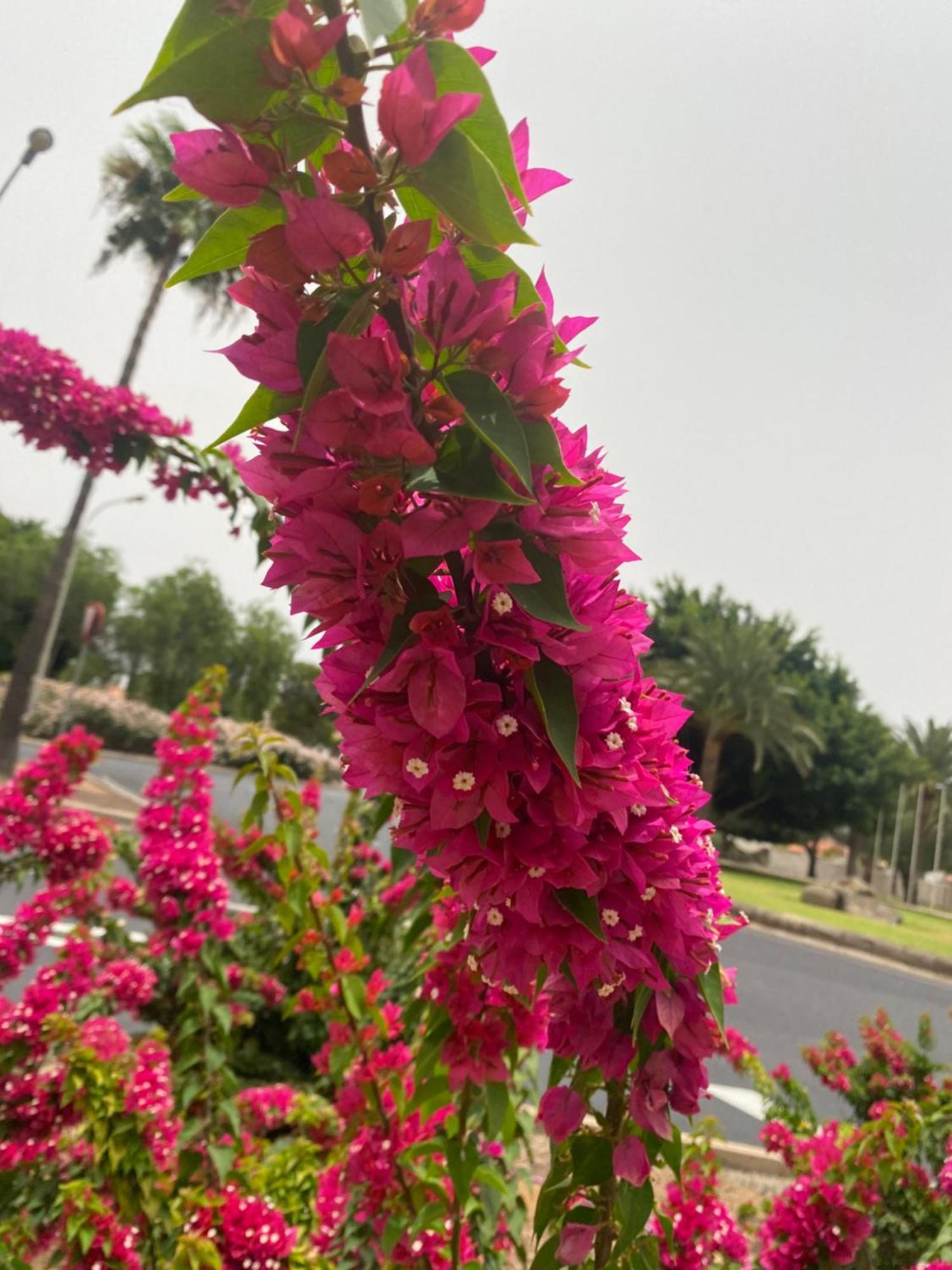 ラスパルマス・デ・グランカナリアEl Rincon De Valentina 4Bアパートメント エクステリア 写真